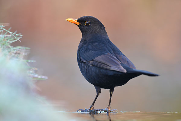 Amsel Männchen