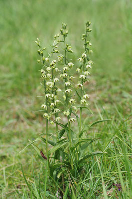 Müllers Stendelwurz