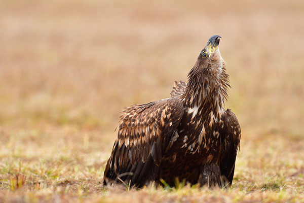 Seeadler rufend