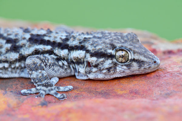 Mauergecko