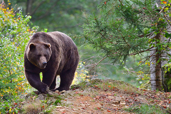 Braunbär, Nationalpark Bayrischer Wald Tierfreigelände Neuschönau