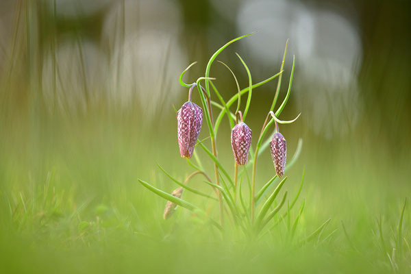 Schachbrettblume
