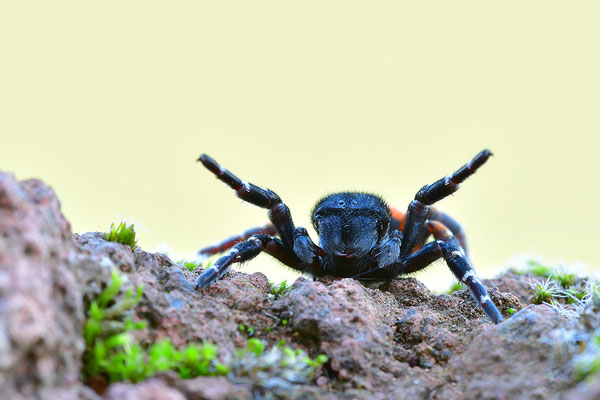Rote Röhrenspinne, Männchen