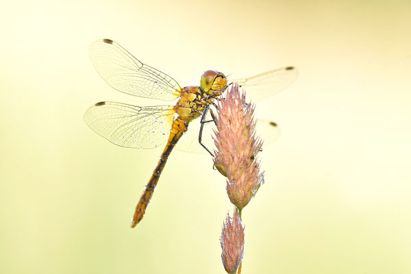Heidelibelle