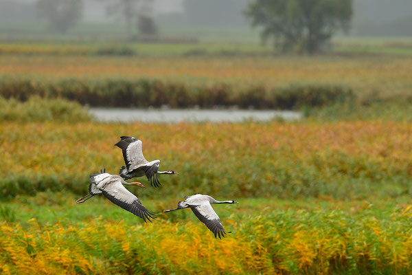 Kranichfamilie im Flug