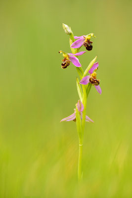 Bienenragwurz