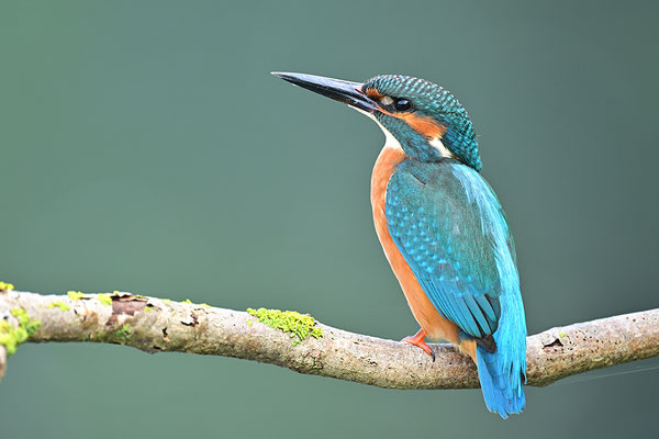 Eisvogel Männchen