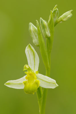 Gelbe Bienenragwurz flavescens