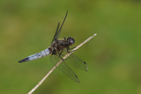 Spitzfleck Männchen