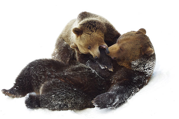 Braunbär Paar, Nationalpark Bayrischer Wald Tierfreigelände Neuschönau