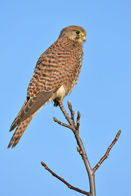 Turmfalke