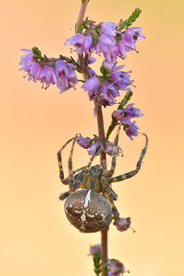 Gartenkreuzspinne