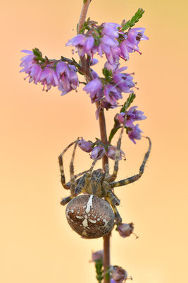 Gartenkreuzspinne