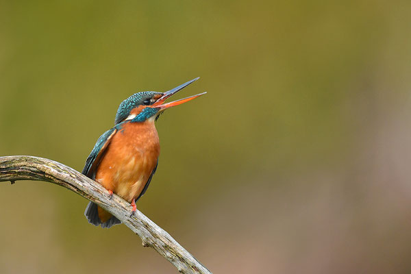 Eisvogel Weibchen