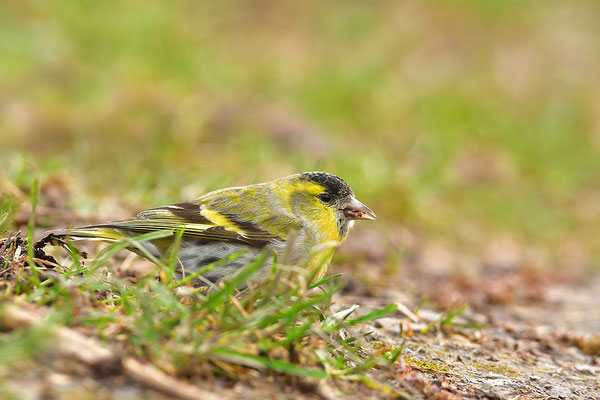 Erlenzeisig Männchen