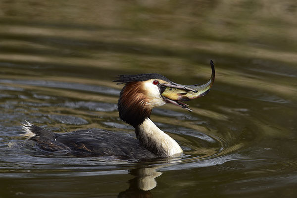 Haubentaucher mit erbeutetem Fisch