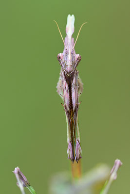 Empuse, Empusa fasciata (Kopfportrait)