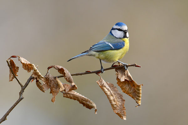 Blaumeise