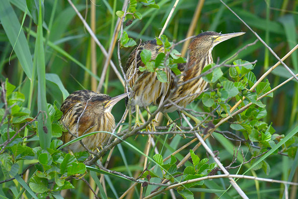 Zwergdommel Jungvögel