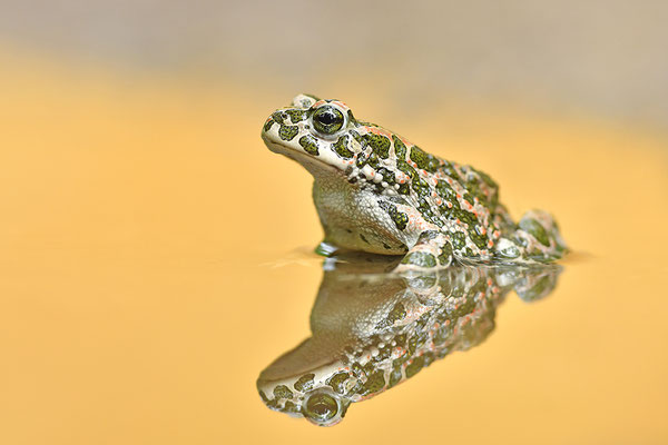 Wechselkröte