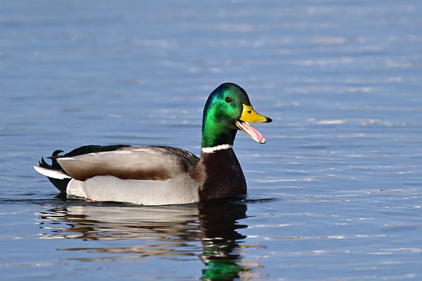 Stockente