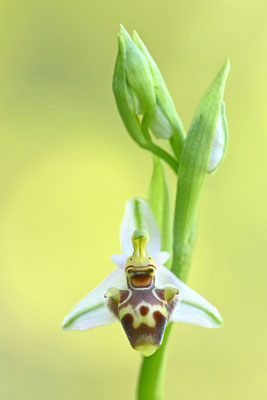 Schnepfenragwurz