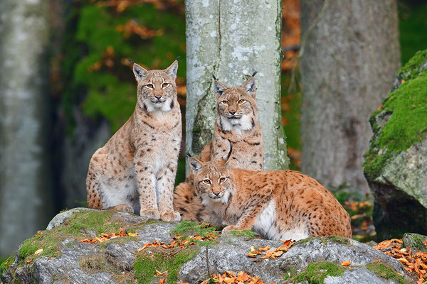 Luchs im Schnee