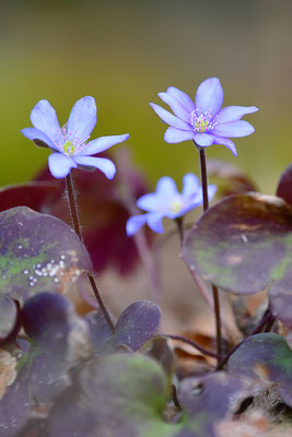 Leberblümchen