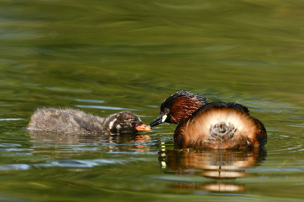 Zwergtaucher mit Jungen