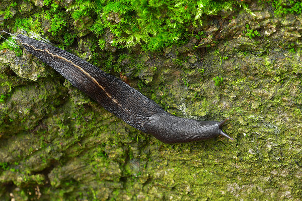 Schwarzer Schnegel