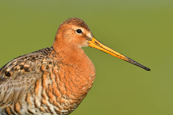 Uferschnepfe Kopfportrait