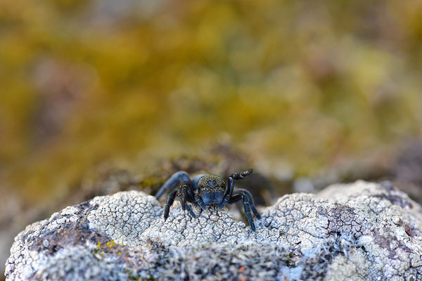 Rote Röhrenspinne, Weibchen