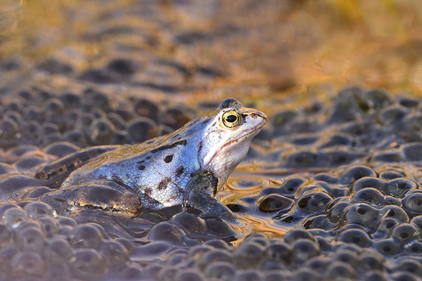 Moorfrosch Paar