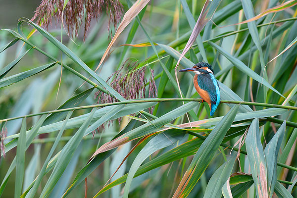 Eisvogel Weibchen