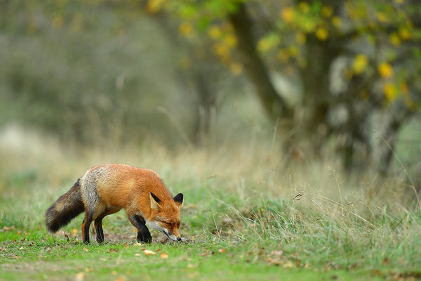 Fuchs