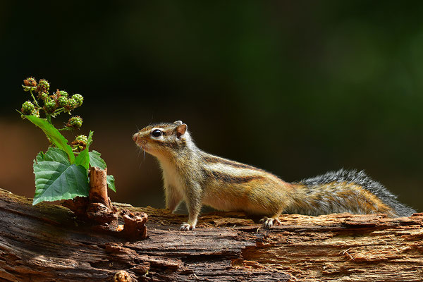 Sibirisches Streifenhörnchen