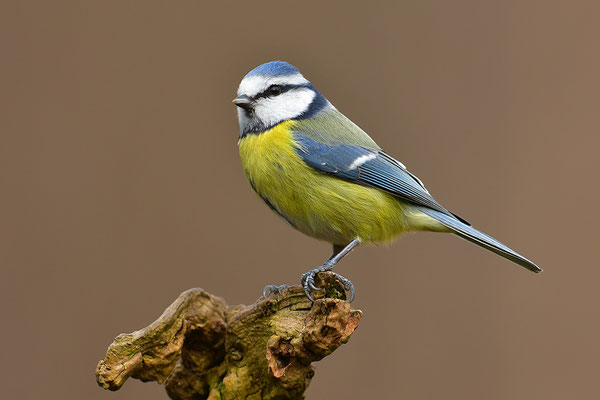 Blaumeise