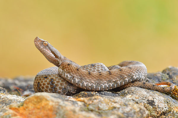 Aspisviper