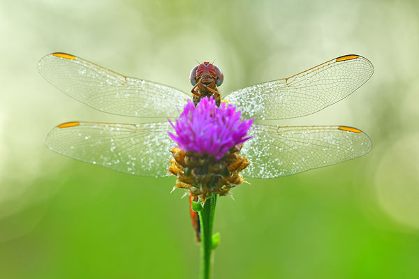 Feuerlibelle Männchen Frontalansicht