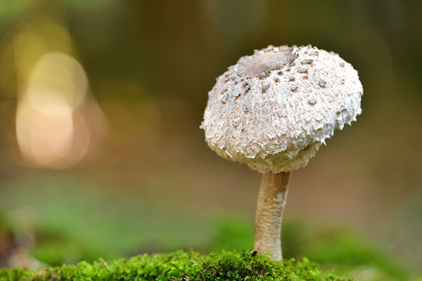 Parasol
