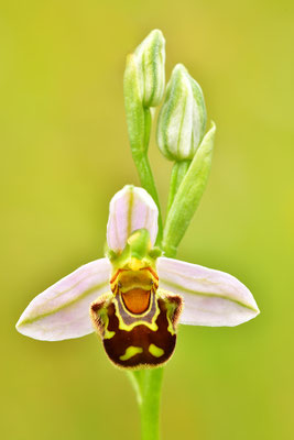 Bienenragwurz Detail