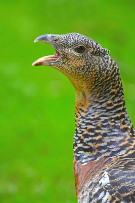 Auerhuhn Kopfportrait