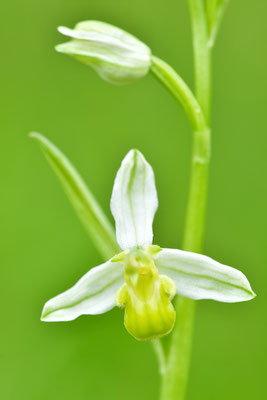 Gelbe Bienenragwurz flavescens