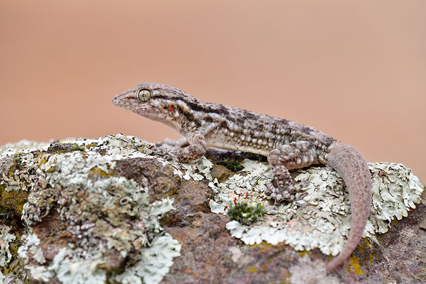 Mauergecko