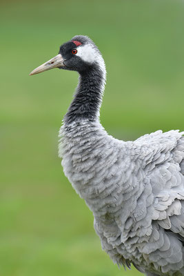 Kranich Portrait