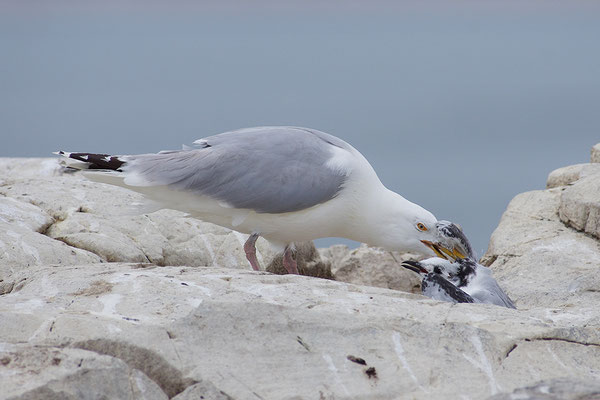 Silbermöwe mit erbeuteter junger Dreizehenmöwe