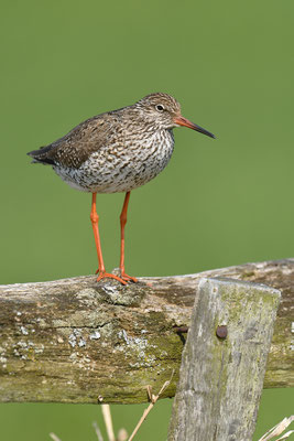 Rotschenkel