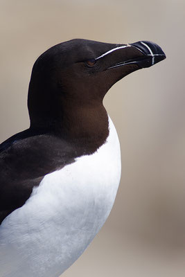 Tordalk Portrait