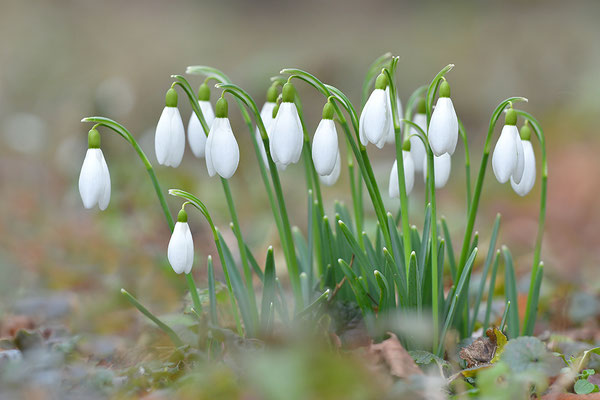 Schneeglöckchen