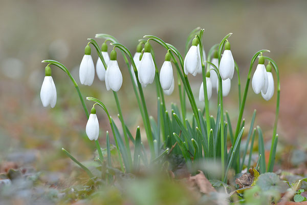 Schneeglöckchen